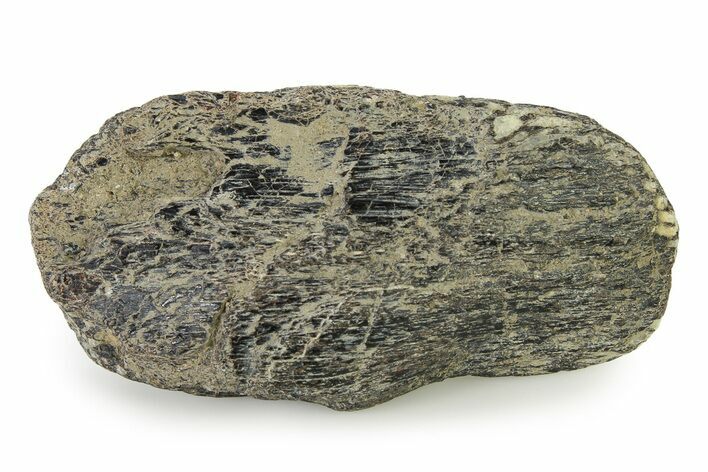 Cretaceous Swordfish (Protosphyraena) Hypural - Kansas #322932